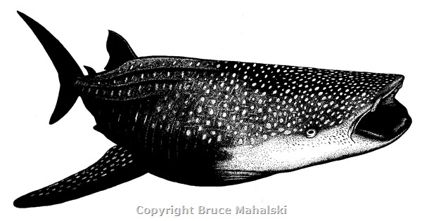 035 - Whaleshark